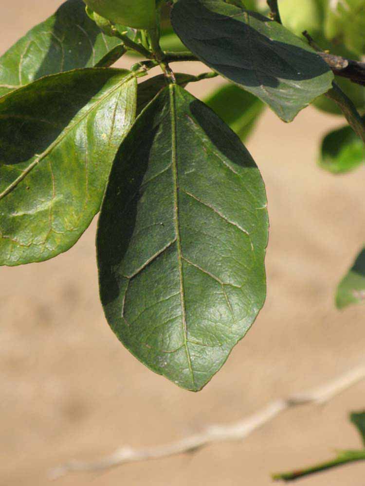              Unifoliolate leaf (Riverside, CA)       